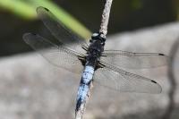 Libellula fulva
