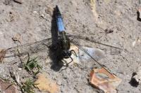 Orthetrum cancellatum