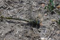 Gomphus pulchellus