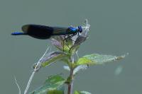 Calopteryx splendens