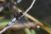 Libellula fulva
