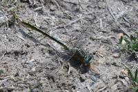 Gomphus pulchellus