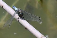 Orthetrum cancellatum