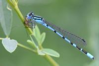 Enallagma cyathigerum