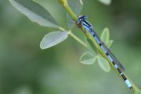 Enallagma cyathigerum