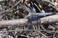 Orthetrum cancellatum