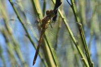 Sympetrum striolatum