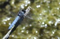Orthetrum brunneum