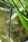 Ischnura pumilio