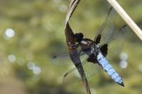 Libellula depressa