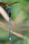Coenagrion scitulum