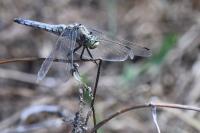 Orthetrum cancellatum