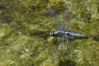Orthetrum cancellatum