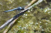 Orthetrum brunneum