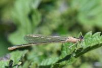 Ischnura pumilio