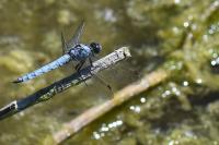Orthetrum brunneum