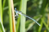 Platycnemis pennipes