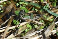 Onychogomphus forcipatus