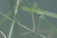 Anax parthenope
