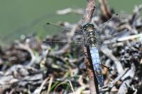 Orthetrum cancellatum