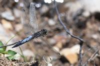 Orthetrum cancellatum