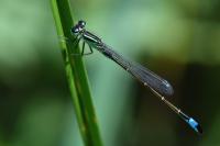 Ischnura elegans