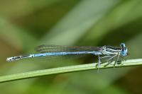 Platycnemis pennipes