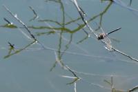 Anax parthenope