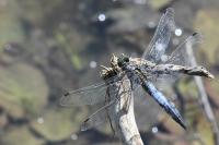 Orthetrum cancellatum