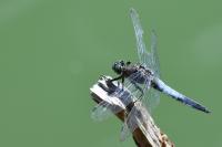 Orthetrum cancellatum