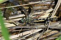 Onychogomphus forcipatus