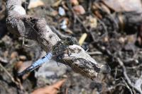 Orthetrum cancellatum