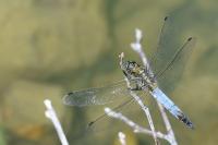 Orthetrum cancellatum
