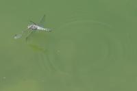 Orthetrum cancellatum
