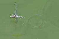 Orthetrum cancellatum