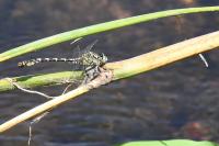 Onychogomphus forcipatus