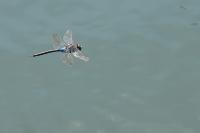 Anax parthenope