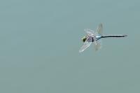 Anax parthenope