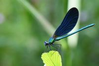 Calopteryx virgo