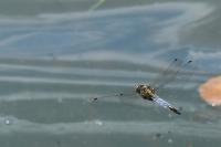 Orthetrum cancellatum