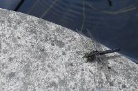 Orthetrum cancellatum