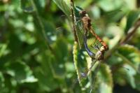 Sympetrum meridionale