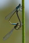 Ischnura elegans