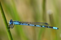 Enallagma cyathigerum