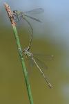Chalcolestes viridis