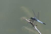 Orthetrum cancellatum
