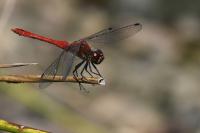 Sympetrum sanguineum