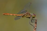 Sympetrum meridionale