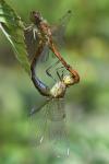 Sympetrum meridionale