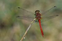 Sympetrum sanguineum